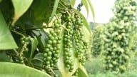 Giá tiêu hôm nay 6/5/2025: Đắk Lắk và Đắk Nông giảm nhẹ
