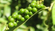 Giá tiêu hôm nay 7/6/2025: Tăng nhẹ trở lại
