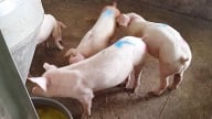 Giá heo hơi hôm nay 25/5/2025: Tuần này chủ yếu đi ngang