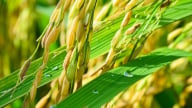 Giá lúa gạo hôm nay 21/8/2025: Giá gạo xuất khẩu biến động mạnh