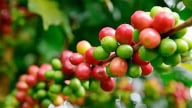 Giá cà phê hôm nay 10/5/2025: Biến động trái chiều