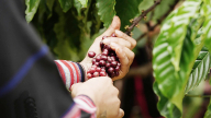 Giá cà phê hôm nay 27/8/2025: Arabica tiếp tục giảm