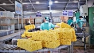 Giá cao su hôm nay 5/6/2025: Thế giới đang tăng
