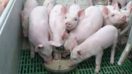 Giá heo hơi hôm nay 17/6/2025: Miền Nam giảm tới 2.000 đồng