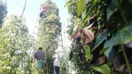 Giá tiêu hôm nay 12/6/2025: Trong nước giảm sâu