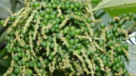 Giá tiêu hôm nay 13/6/2025: Ít biến động