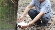 Giá cao su hôm nay 5/5/2025: Thế giới vẫn đang tăng