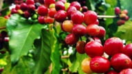 Giá cà phê hôm nay 19/6/2025: Robusta giảm sốc