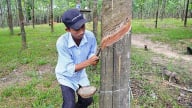 Giá cao su hôm nay 7/5/2025: Thị trường ít biến động
