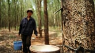 Giá cao su hôm nay 3/9/2025: Châu Á bật tăng trở lại