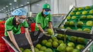 Australia hoàn tất khâu cuối, mở cửa chính ngạch cho bưởi tươi Việt Nam