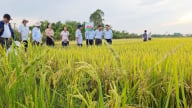 Giống lúa của Vinaseed mục tiêu đạt 10 nghìn ha tại Huế