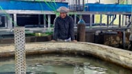 Theo dõi sát, tránh mất trắng đàn cá nước lạnh khi giao mùa