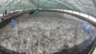 Thủy sản đặt mục tiêu tự chủ về công nghệ, nhất là công nghệ chiến lược