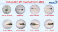 Cá cam, cá nhụ bốn râu mở cơ hội đa dạng hóa đối tượng nuôi biển