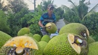 ĐBSCL: Giá mít giảm mạnh