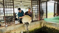 Sản xuất cá đặc sản để khôi phục trung tâm giống