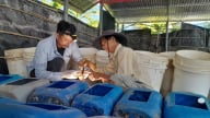 Độc đáo sản phẩm 'Cua lột Xứ Dừa'