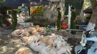 Phát hiện hơn 1 tấn thịt lợn không rõ nguồn gốc ở Vĩnh Phúc