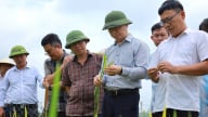 Đánh giá diễn biến sinh trưởng lúa xuân 2025 của Nghệ An