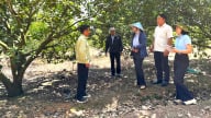 Giữ chất VietGAP sau chứng nhận