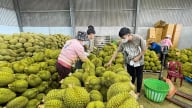 Giá sầu riêng hôm nay 23/5/2025: Tiếp tục đà tăng