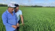 Vĩnh Long hạ mức hỗ trợ sản xuất lúa thích ứng biến đổi khí hậu