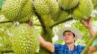 Thủ tướng chỉ đạo quản lý chặt diện tích, mã số vùng trồng sầu riêng