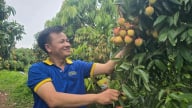 Tân Yên chủ động các giải pháp cho mùa thu hoạch vải