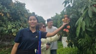 Bắc Giang: Đánh thức tiềm năng du lịch từ những trái vải thiều xuất khẩu