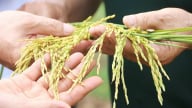 Giá lúa gạo hôm nay 28/5/2025: Biến động nhẹ
