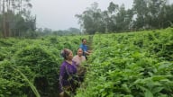 Phát triển du lịch trải nghiệm từ sản phẩm OCOP sâm Núi Dành