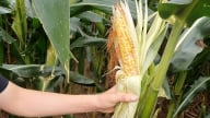 Lào Cai: Ngô xuân kết hạt kém