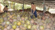 Bến Tre phát triển bền vững giá trị cây dừa