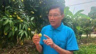 Bảo vệ thương hiệu vải thiều Lục Ngạn
