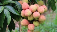 Kỳ vọng mùa vải thiều Lục Ngạn bội thu