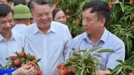 Mở đường lớn cho vải thiều Thanh Hà