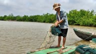 Nuôi tôm theo con nước rừng ngập