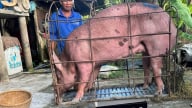 Giá heo hơi giảm nhưng người nuôi vẫn đạt lãi cao