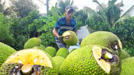 Giá mít Thái giảm sốc, loại rẻ nhất chỉ 500 đồng/kg