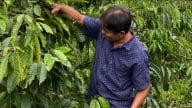 Ngành cà phê thoát lối mòn nhờ hành động có trách nhiệm