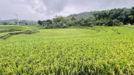 Trồng giống lúa 'nồi đồng cối đá', nông dân không phải phun thuốc