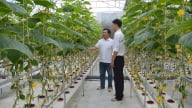 Bến Tre sản xuất nông nghiệp tập trung gắn với chuỗi giá trị