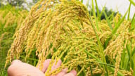 Giá lúa gạo hôm nay 22/6/2025: Lúa nhích nhẹ