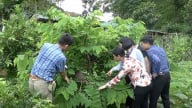 Nuôi kiến lấy trứng trên cây ăn quả: Giảm sâu bệnh, tăng nguồn thu