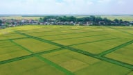 Thuế đất nông nghiệp được miễn thêm 5 năm, kéo dài tới hết 2030