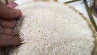 Giá lúa gạo hôm nay 28/6/2025: Đồng loạt đứng yên
