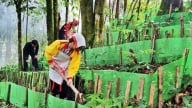 Lần đầu 'luật hóa' việc trồng dược liệu dưới tán rừng