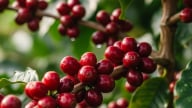 Giá cà phê hôm nay 3/7/2025: Robusta quay đầu giảm mạnh
