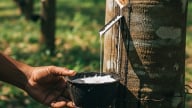 Giá cao su hôm nay 3/7/2025: Thị trường tăng nhẹ